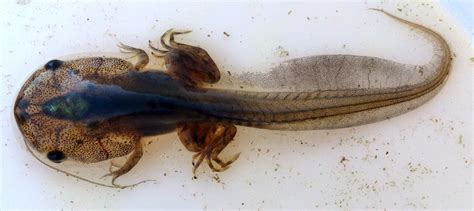 Xenopus Laevis Tadpole