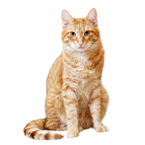 Image result for Cat Delete O2 Sensor