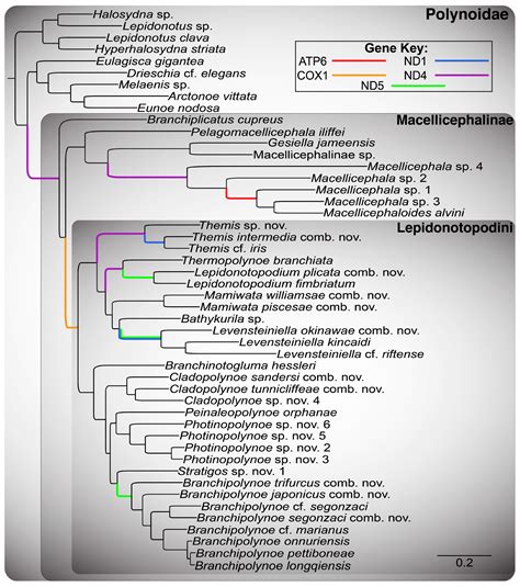 Phylogenetics of Lepidonotopodini (Macellicephalinae, Polynoidae ...