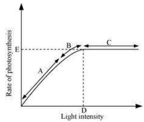 SATHEE: Chapter 13 Photosynthesis In Higher Plants Exercises