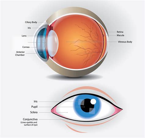 Cornea Conjunctiva
