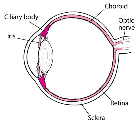 Image:A View of the Uveal Tract-MSD Manual Consumer Version