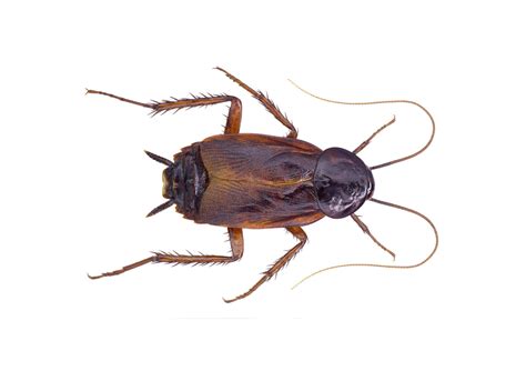 Oriental Cockroach Control: Keep Cockroaches Out of Your Home