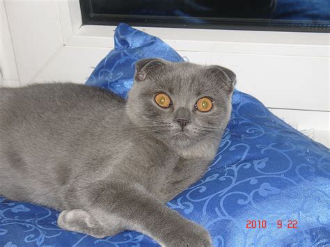 BKH und Scottish Fold BABYS in Fürth | Tiere | Kleinanzeigen