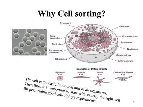 Image result for Cell Sorting Example