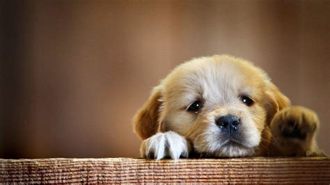 Cute Puppy Wallpapers - Top Free Cute Puppy Backgrounds - WallpaperAccess