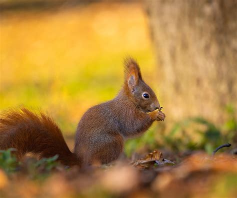 Download wallpaper tree, glade, protein, profile, section animals in ...