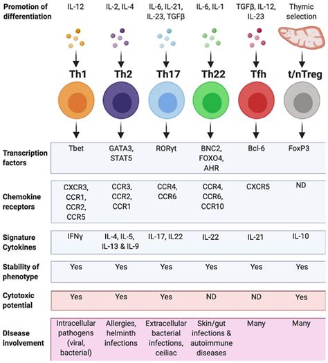 The Many Faces of CD4+ T Cells: Immunological and Structural ...