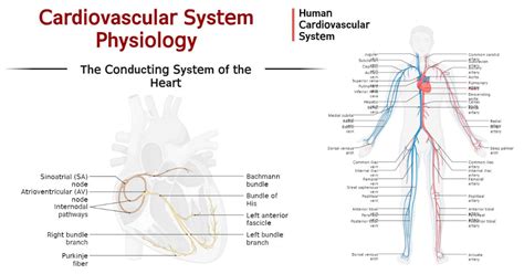 Image result for Cardiovascular System and Function Notes