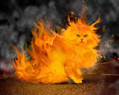 Image result for fire cat