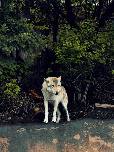 Image result for Lone Wolves