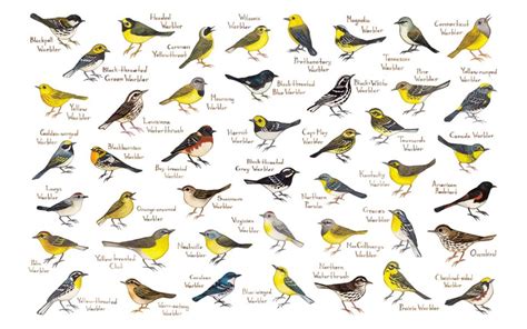 Image result for Classification Key for Birds