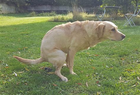 Image result for How Do Dogs Poop