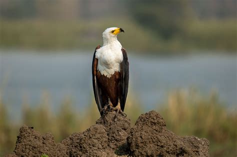 African Fish Eagle