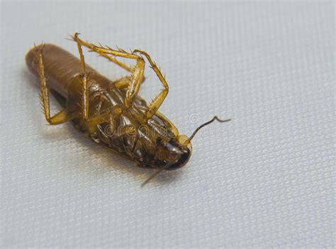 Image result for Cockroach Poison