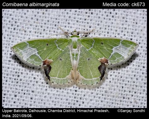Comibaena albimarginata (Warren,1893) - | Moths
