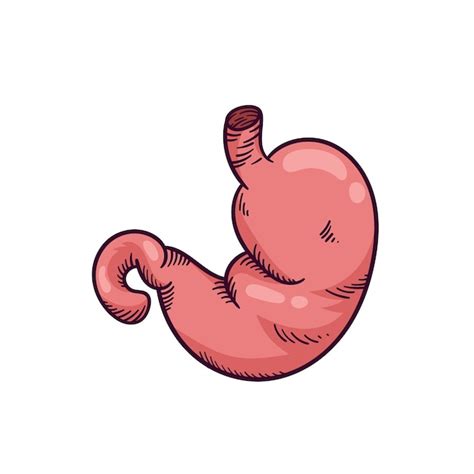 Estomago Desenho Imagens – Download Grátis no Freepik