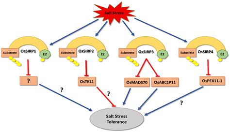 Plant E3 Ligases and Their Role in Abiotic Stress Response