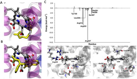 Dissecting the Interactions between Chlorin e6 and Human Serum Albumin