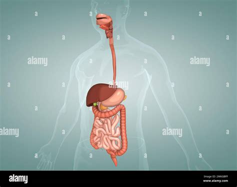 Accessory Structures Of Digestive System at Caitlin Meagher blog