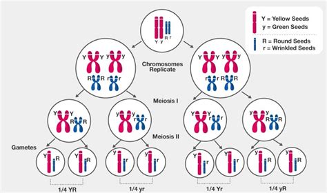 Inheritance of Two Genes, Polygenic Inheritance and Pleiotropy ...