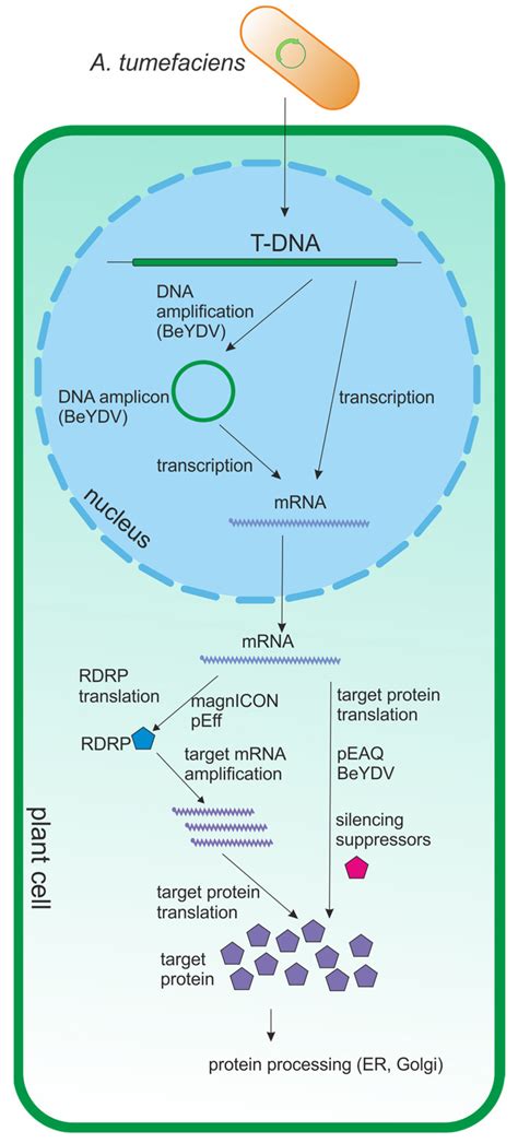 Virus-like Particles Produced in Plants: A Promising Platform for ...