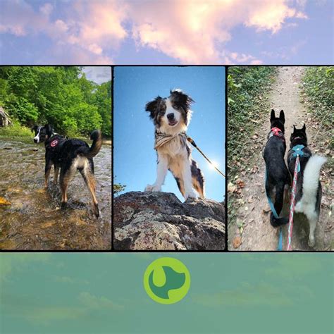 Six great places to walk your dog in Columbia, MO | Lizzi & Rocco's ...