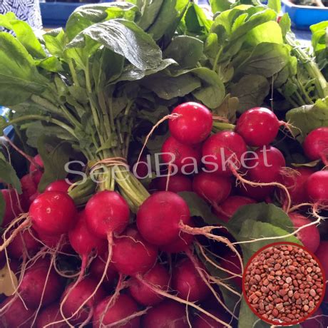 Buy Radish Red Globe Seeds Online
