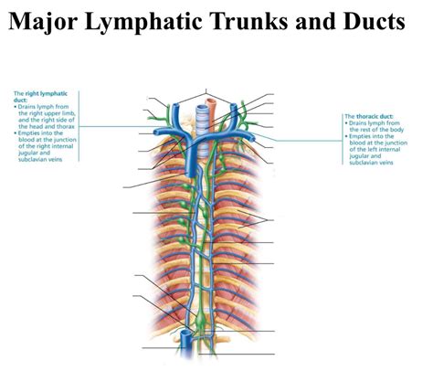 Image result for Lymph trunk Lymphatic System