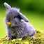 Image result for Cute Aesthetic Baby Bunny