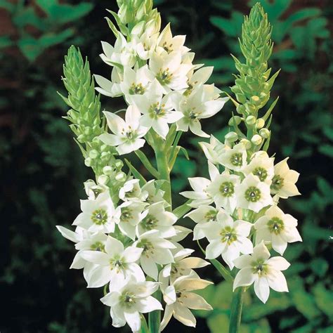 Rainy Flower bulbs – ChhajedGarden.com