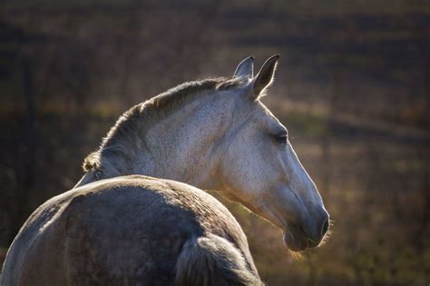 Equine Science Update: Are "normal" horse temperatures too high?