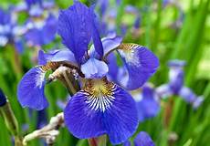 iris fiore coltivazione iris come curare e coltivare gli iris in vaso e in giardino iris fiore coltivazione iris come curare e coltivare gli iris in vaso e in giardino