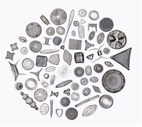 How Diatoms Reproduce