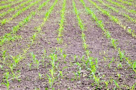 Image result for Small Corn Field