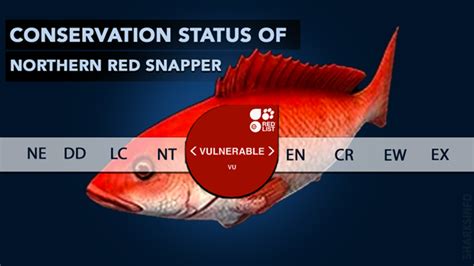 Image result for Red Nose Snapper
