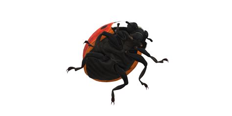 Image result for Ladybug No Background