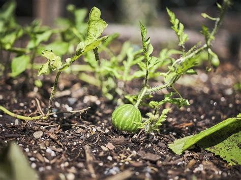 How To Grow And Care For Watermelon