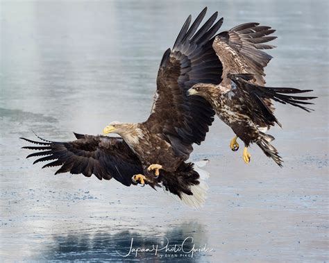 Steller's Sea Eagles | Japan Photo Guide