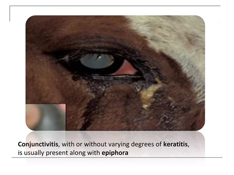 Pink eye or Infectious bovine keratoconjunctivitis | PPT