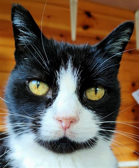 Annual craft fete weekend, Woodgreen Road, Off of Honey Lane, Waltham ...