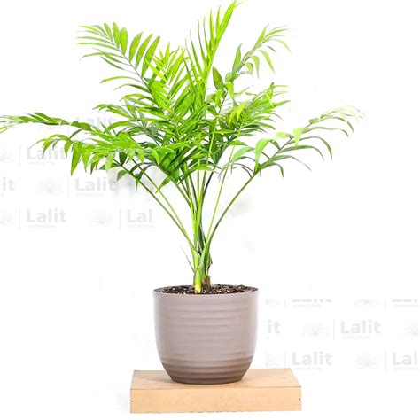 Chamaedorea Elegans (Bamboo Palm, Parlour Palm) - Plant – Lalit Enterprise