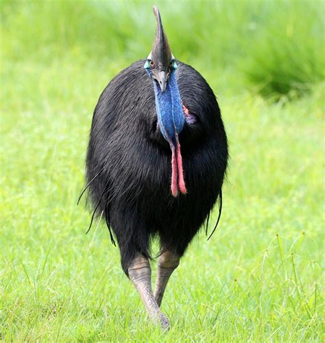 10 threatened species Queensland Trust for Nature is protecting - Queensland Trust For Nature