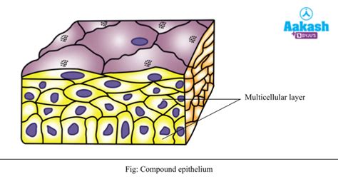 Epithelial Tissue: Types, Characteristics & Classification | AESL