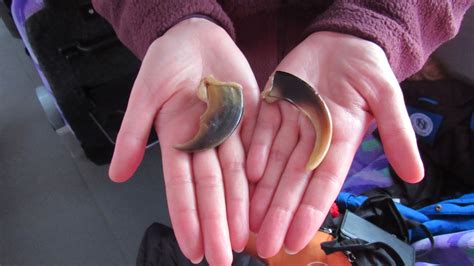 Face-to-Face with Churchill’s Polar Bears