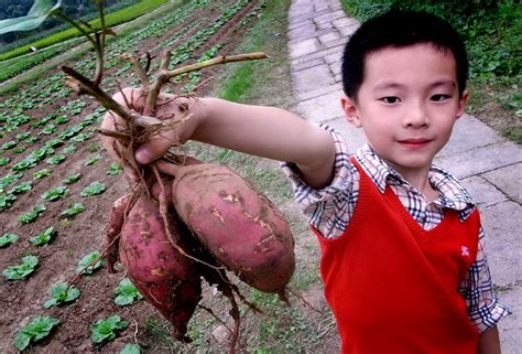 图文：一个孩子举着自己挖出的红薯_新闻中心_新浪网