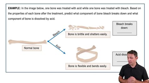 Microscopic Bone Matrix Figure 的图像结果