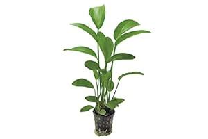 Aquarium Plants - Radicans ( Pack of 3) : Amazon.in: Garden & Outdoors