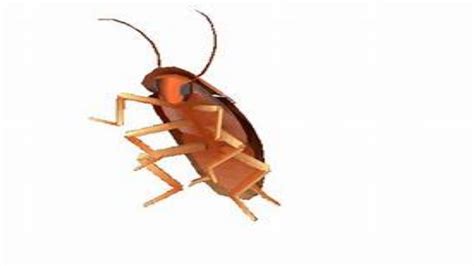 Dancing Cockroach Meme 的图像结果