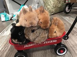 Image result for Cute and Funny Bunnies